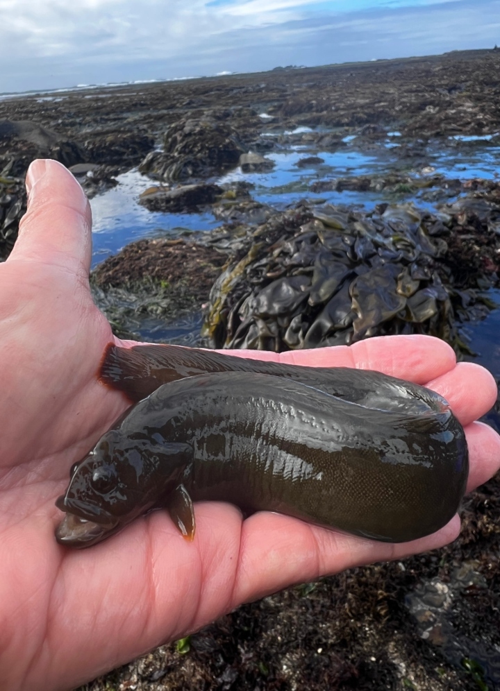 Monkeyface Prickleback